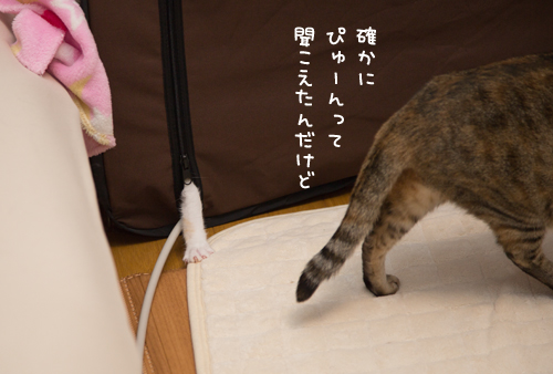 かわいいおきゃくさま_d0355333_16423602.jpg