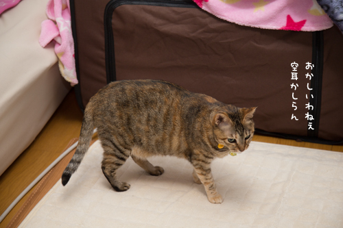 かわいいおきゃくさま_d0355333_16423662.jpg