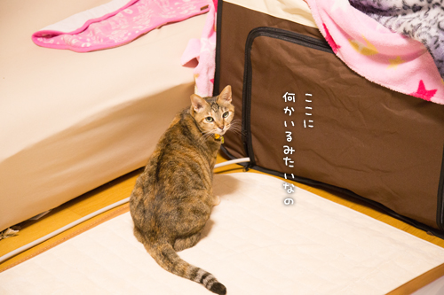 かわいいおきゃくさま_d0355333_16423674.jpg