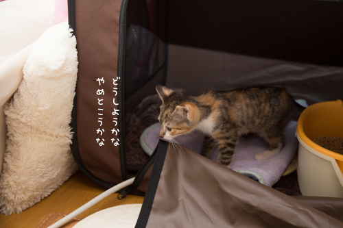 ちょろり・・・_d0355333_16423718.jpg