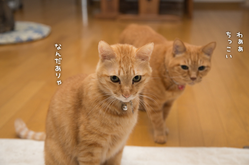 ちょろり・・・_d0355333_16423787.jpg