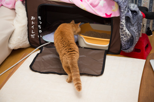 みけみけ大冒険_d0355333_16424070.jpg