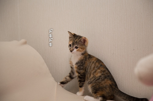 こねこのパワー。_d0355333_16424148.jpg