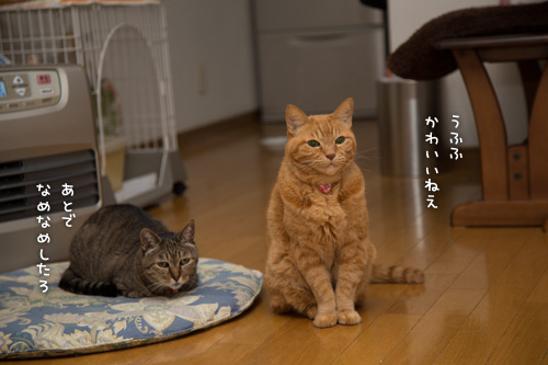みけみけ大冒険_d0355333_16424150.jpg
