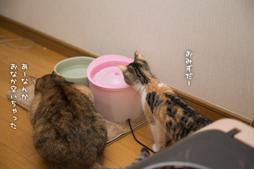 こねこのパワー。_d0355333_16424238.jpg