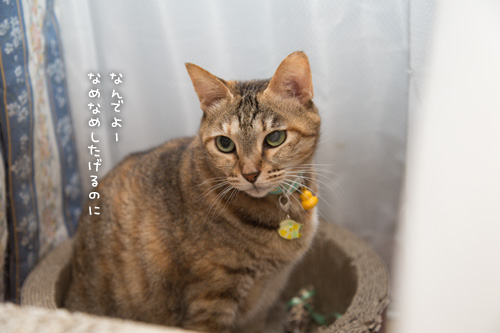 こねこのパワー。_d0355333_16424288.jpg