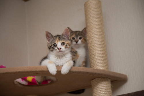 こねこの個性。_d0355333_16424309.jpg