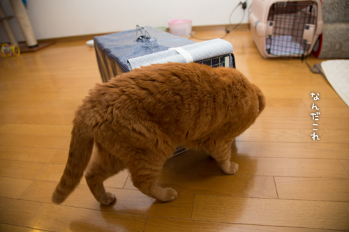 新しいアレが来た。_d0355333_16424347.jpg
