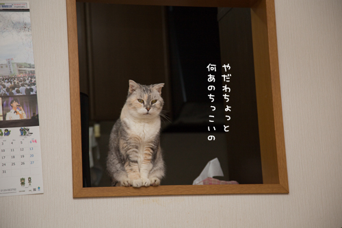 こねこの個性。_d0355333_16424351.jpg