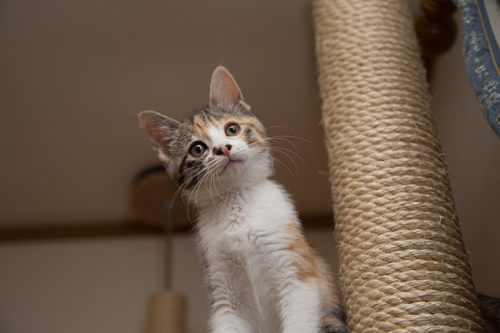 こねこの個性。_d0355333_16424462.jpg