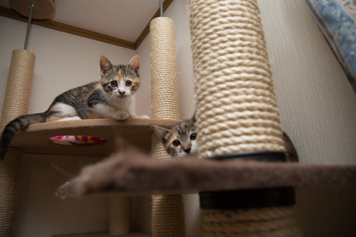 こねこの個性。_d0355333_16424473.jpg