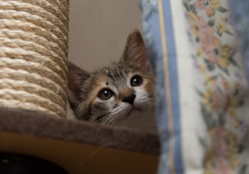 こねこの個性。_d0355333_16424477.jpg