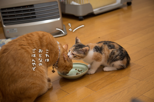 翻弄されるちゃいろ_d0355333_16424520.jpg