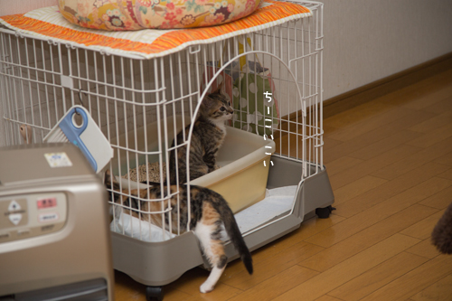 翻弄されるちゃいろ_d0355333_16424527.jpg