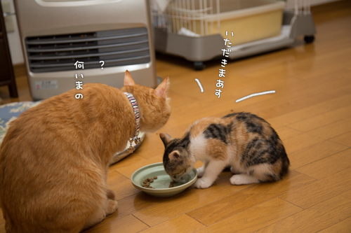 翻弄されるちゃいろ_d0355333_16424560.jpg