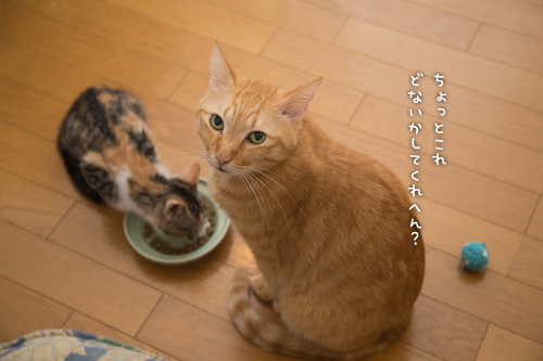 翻弄されるちゃいろ_d0355333_16424599.jpg