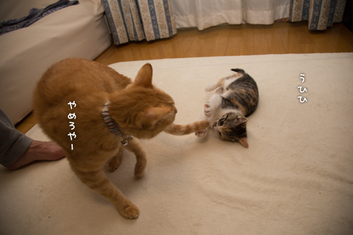 小悪魔の片鱗_d0355333_16424953.jpg