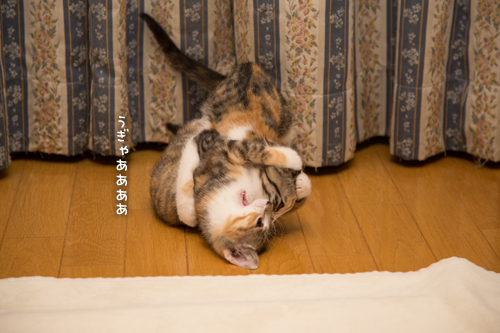 慣れてきたよ_d0355333_16425115.jpg