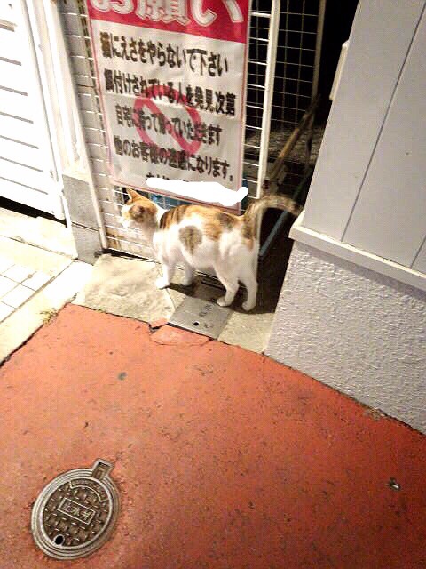 ドラッグストアの猫たち、その後。_d0355333_16425218.jpg