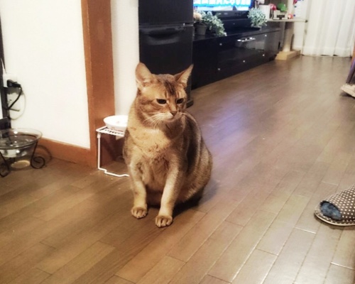 ドラッグストアの猫たち、その後。_d0355333_16425219.jpg