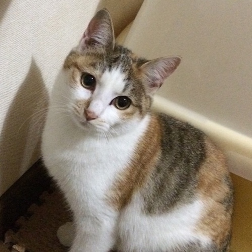 ドラッグストアの猫たち、その後。_d0355333_16425252.jpg