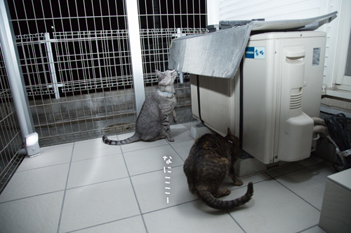 猫テラス完成!_d0355333_16425409.jpg