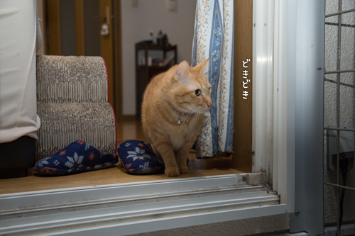 猫テラス完成!_d0355333_16425464.jpg
