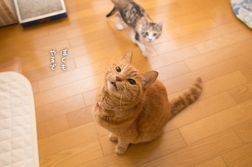 やる気のない助手_d0355333_16425641.jpg