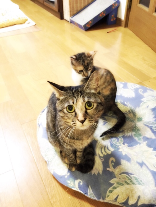 笑子たんの、ええ考え_d0355333_16430216.jpg