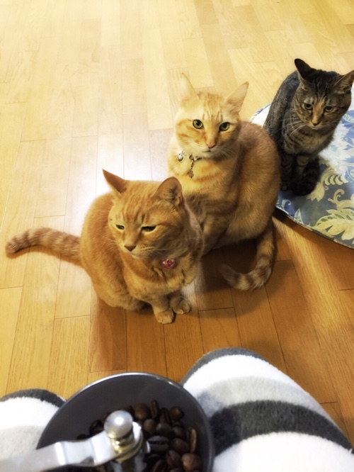 笑子たんの、ええ考え_d0355333_16430253.jpg