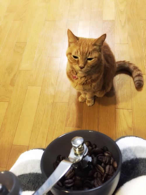 笑子たんの、ええ考え_d0355333_16430290.jpg