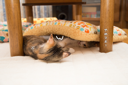 わるいこねこ_d0355333_16430549.jpg