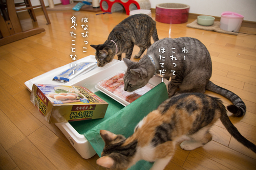 年末のプレゼント_d0355333_16430910.jpg