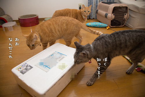 年末のプレゼント_d0355333_16430990.jpg