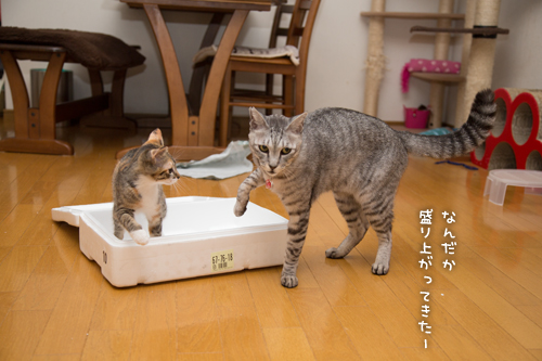 年末のプレゼント_d0355333_16431014.jpg