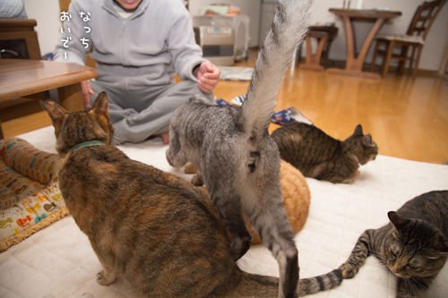 猫密度UP_d0355333_16550422.jpg
