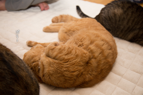 猫密度UP_d0355333_16550453.jpg