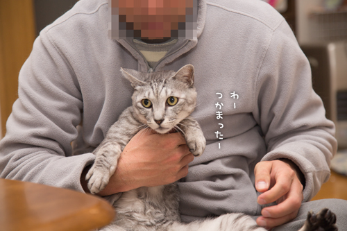 猫密度UP_d0355333_16550597.jpg