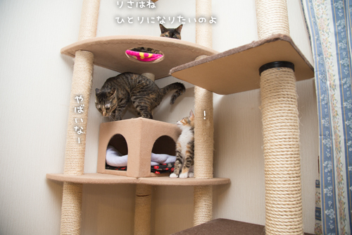 猫のなる木にて_d0355333_16550861.jpg