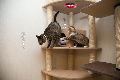 猫のなる木にて_d0355333_16550926.jpg