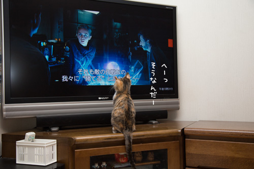 こねこのテレビっ子。_d0355333_16552151.jpg
