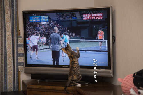 こねこのテレビっ子。_d0355333_16552205.jpg