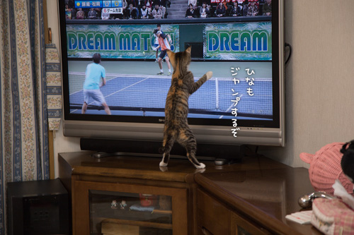 こねこのテレビっ子。_d0355333_16552225.jpg