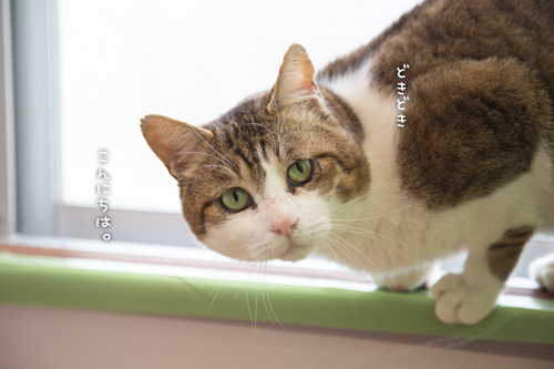 ドラッグストアの猫たち☆近況5_d0355333_16552919.jpg