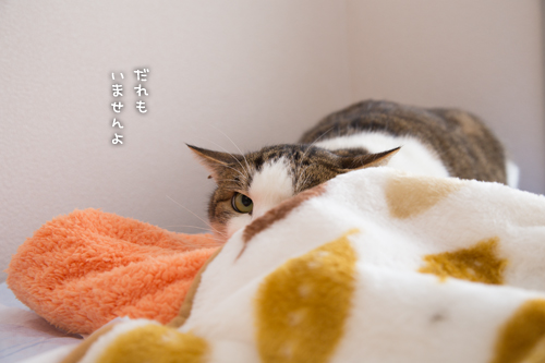 ドラッグストアの猫たち☆近況5_d0355333_16552952.jpg