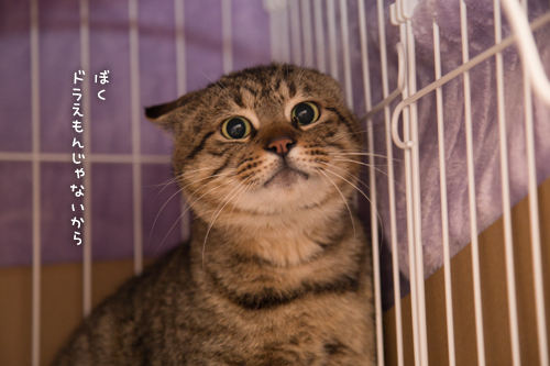 ドラッグストアの猫たち☆近況5_d0355333_16553010.jpg