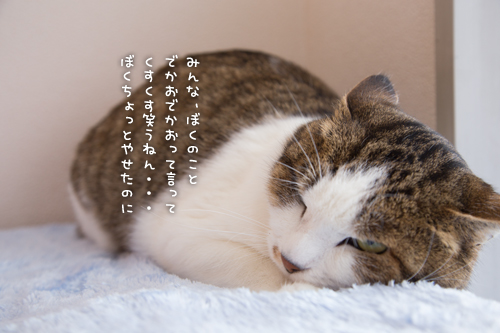 ドラッグストアの猫たち☆近況5_d0355333_16553024.jpg