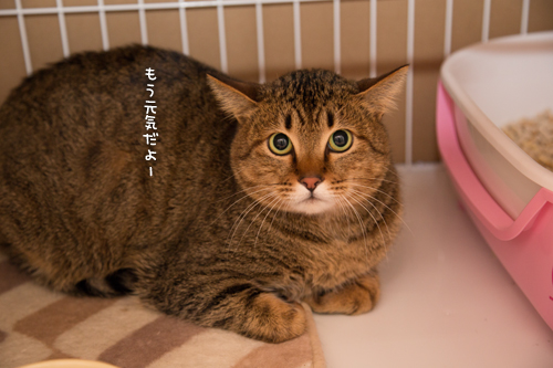 ドラッグストアの猫たち☆近況5_d0355333_16553046.jpg
