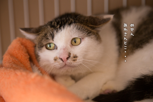 ドラッグストアの猫たち☆近況5_d0355333_16553115.jpg