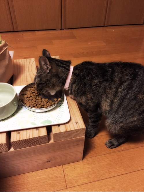 まみちゃんの検査結果_d0355333_16553156.jpg